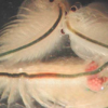 Brine shrimp