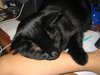 Giving my owner some loves