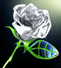 Silver Rose for You