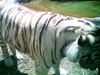 White Tiger