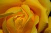 yellow rose