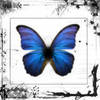 ButterFlY01