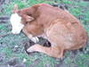 Calf