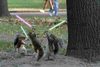 Star Wars Squirrels