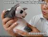 Scary baby panda!