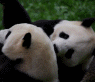 Panda hugs