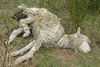 A Dead Sheep