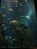 Aquarium Trip