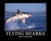 a flying shark