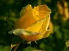 Yellow rose only for You