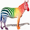 rainbow zebra !