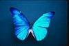 u r my Butterfly