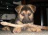 German Shepherd Puppy