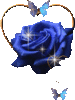 Beautiful blue Rose