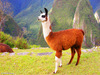 A pet llama