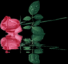 Magical rose 4 a special person