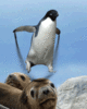 penguin (click to pic)