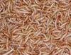 Mealworms