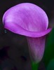 purple callia lilly
