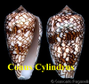 a Conus Cillindrus
