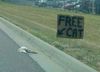 A free cat!!