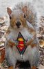 Souper Squirrel