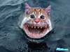 shark cat