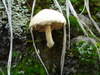 Mushroom from &quot;La Primaver