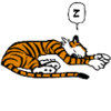 Toasty Tiger Tummy
