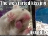 hamster kiss