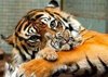Purring tigress snugglez