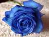 You are like a rare blue rose