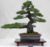 Bonsai Tree #2