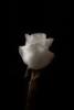 a white rose