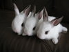 3 adorable bunnies