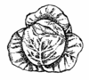 PencilDrawing of a Cabbage