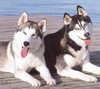 Huskys