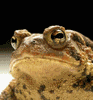 an eye dancing toad