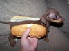 A real hot dog!