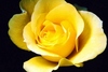 A Yellow Friendship Rose