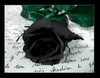 A single Black Rose