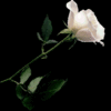 A single White Rose