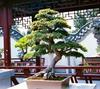 Bonsai Tree