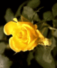 A Rose as Beautiful as yOu