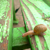 a lost Snail