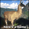 a llama song for you