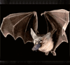 a Platypus Bat