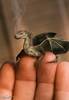 Mini pet-dragon!