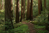 A walk through the Redwoods