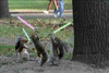 Jedi Squirrels to protect you.